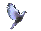 flying-dove